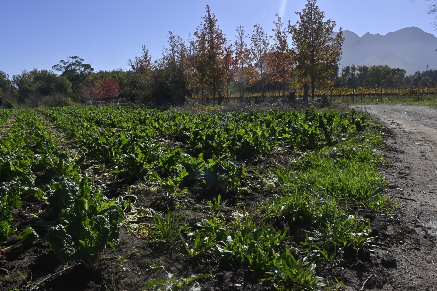 5 Bedroom Property for Sale in Stellenbosch Farms Western Cape